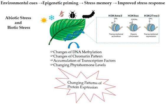 Antioxidant Defense Systems in Plants: Mechanisms, Regulation, and Biotechnological Strategies for Enhanced Oxidative Stress Tolerance