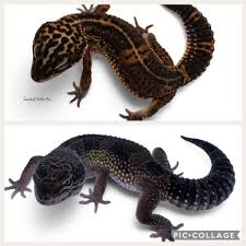 Black or red lights are not needed for nighttime heat, and can interfere with your gecko's day/night cycle. Facebook