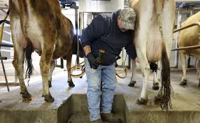 Illinois farmers anxious after ramping up for delayed food program