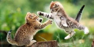 Ruyada Kor Kedi Gormek Ruya Yorumu Ve Anlami Kedi Gen Tr