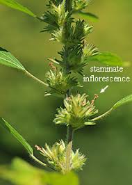 Image result for Acalypha manniana