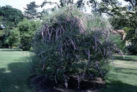 Image result for Buddleja alternifolia
