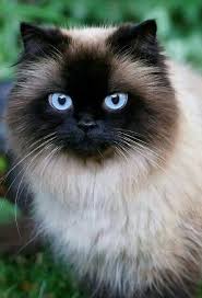Kedi Kedi Kedi