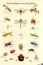 insect identification poster from the u s forestry service