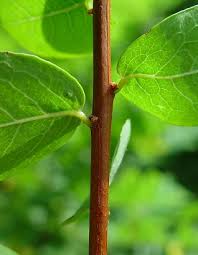 Image result for Andrachne