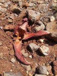 Image result for Hydnora