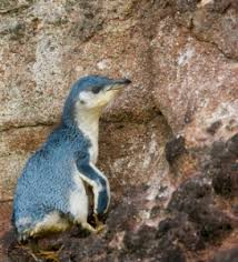 It gains its name from the white markings on its flippers, unique to the subspecies.it nests only on banks peninsula and motunau island, near christchurch, new zealand, with only around 3,750 breeding pairs. White Flippered Penguins Unique To Canterbury