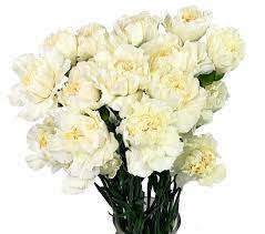 David edwardslj hooker palm beach nsw. Palm Beach Wholesale Flowers