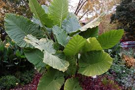 Pythium rot is the most serious disease affecting elephant ear plants according to the university of hawaii. Tender Perennials Need Indoor Protection Indiana Yard And Garden Purdue Consumer Horticulturepurdue University Indiana Yard And Garden Purdue Consumer Horticulture