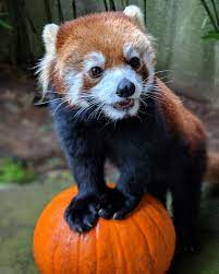 Red Panda With Pumpkin Panda Rojo Pandas Animales