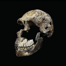 Homo naledi combines primitive with modern features and is not a direct ancestor of modern humans. Homo Naledi Vermeintlicher Vorfahr War Zeitgenosse Des Menschen Der Spiegel