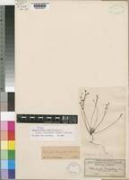 Image result for Kohautia caespitosa