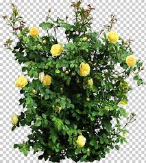 Plant Garden Roses Flower Shrub Png Annual Plant Blue Rose Bush Color Flax In 2020 Annual Plants Shrubs Rose Garden