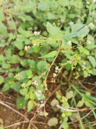 Image result for Boerhavia erecta