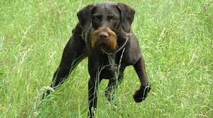 Image result for český fousek stavba těla