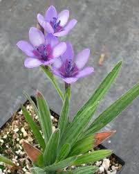 Image result for Babiana