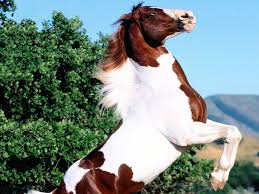 صور حصان جميل باللون الأبيض والأسود خيول أصيلة ميكساتك