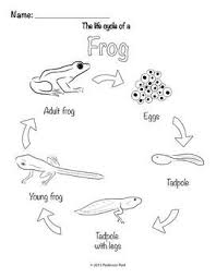Frog Life Cycle Coloring Pages And Activities Frog Life Cycle Activities Life Cycles Activities Lifecycle Of A Frog