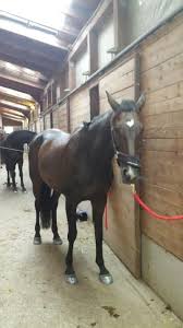 Matt stutzman ist auf dem weg, einer der besten bogenschützen der welt zu werden. Paralympische Dressur Wie Funktioniert Das Eigentlich Equestrian Worldwide Pferdesport Weltweit Eqwo Net