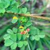 Image result for Indigofera lupatana