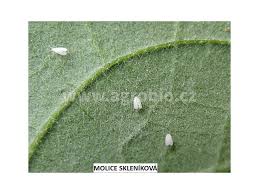 Image result for mospilan prodej