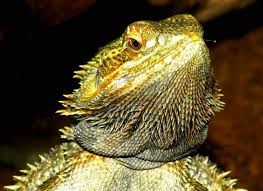 Bearded Dragon Care Sheet - Guide To Pogona Vitticeps - Serpentia