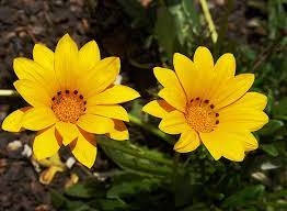 جازانيا طرق تكاثر والتسميد والرى والرعاية gazania حلقة 126. Ø¬Ø§Ø²Ø§Ù†ÙŠØ§ ØµÙØ±Ø§Ø¡ Ø£Ùˆ ØºØ§Ø²Ø§Ù†ÙŠØ§ Ø¬Ø§Ù…Ø¯Ø© Ø§Ù„Ø­ÙƒÙŠÙ… Ø§Ù„Ø£Ø®Ø¶Ø±