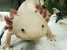 It has a bunch of separate pools and waterfalls for your pets to climb and play in :)music:devotion by. Axolotl Wikipedia