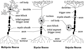 As such, they are part of the sensory pathways for smell, sight, taste, hearing, touch, balance and proprioception. Neurons