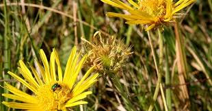 Image result for Berkheya speciosa