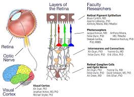 faculty profile archives ucsf department of ophthalmology