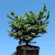 Tsuga canadensis 'hussi' mark a. Huss Dwarf Canada Hemlock The Miniature Garden Society