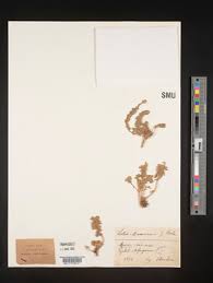 Image result for Lotus mlanjeanus