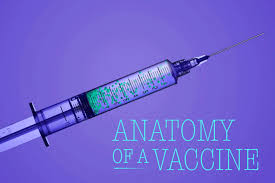 Spreading jokes about vaccines can stoke unnecessary fears. Anatomy Of A Vaccine What It Takes To Create A Safe Effective Covid Shot