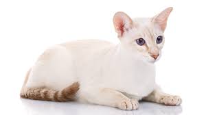 Siamese/orientals cats.lilac point,seal tabby silver siamese,seal point, flame point, ,balinese andtonkinese. Colorpoint Shorthair A Complete Breed Guide From The Happy Cat Site