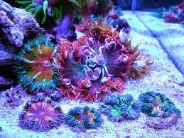 Rock Flower Anemone Hosting Porcelain Crab Saltwater Fish Tanks Marine Fish Tanks Coral Reef Aquarium