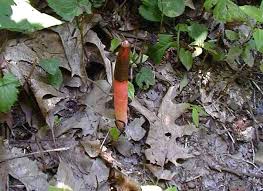 Image result for Mutinus elegans