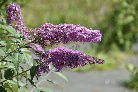 The flower head is the same as fasciata but slightly smaller. Flower Flowers Shrub Buddleia Flower Tree Butterflies Green Leaves Nature Decorative Flora Flowering Plant Plant Pxfuel