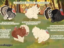One of the main differences is size. How To Choose Turkey Breeds