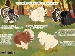 A value below 2.1 will cause the native population to decline. How To Choose Turkey Breeds