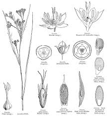 Image result for Juncaceae