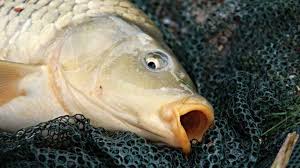 Jenis umpan ikan mas jitu yang bisa anda gunakan adalah cacing tanah. 15 Racikan Rahasia Umpan Ikan Mas Paling Jitu 2021