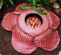 Reafflesia Arnoldilardest Flower In The World Smells Like Rotting Flesh Rare Flowers Unusual Flowers Beautiful Flowers