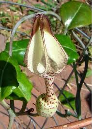 Image result for Ceropegia arenarioides