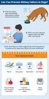 Kidney Failure In Dogs Signs Causes Canna Pet