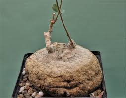 Image result for Raphionacme madiensis