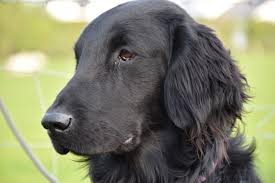 Beautiful kc registered flatcoated retriever puppies *** 2 boys remaining *** all pups will be flead, wormed, microchipped, health checked and recieve their first vaccination. Flatcoat Retriever Gundog Training Archives Tessleymoor Gundogs