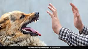 Image result for Rabies