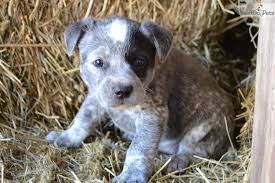 Although some working dogs in the united states have docked tails, the australian cattle dog usually has an undocked tail. Pin By Cathy Zutell On Puppies Are From Heaven Blue Heeler Dogs Cattle Dog Australian Cattle Dog Blue Heeler