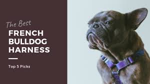 Buying the best french bulldog harnesses presents one of the first items you need to buy for your lovely pooch. Best French Bulldog Harness 2019 S Top 5 Picks Ultimate Home Life